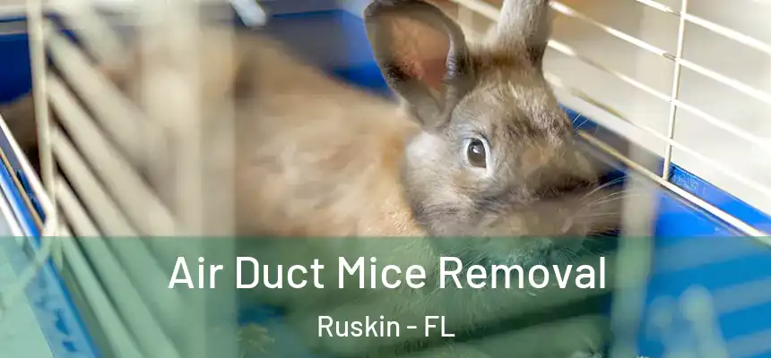  Air Duct Mice Removal Ruskin - FL