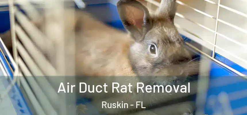  Air Duct Rat Removal Ruskin - FL