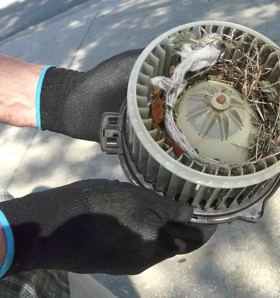 About Air Duct Mice Removal in Ruskin, FL